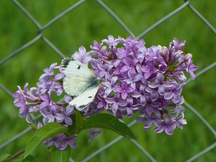 syringa chinensis saugeana