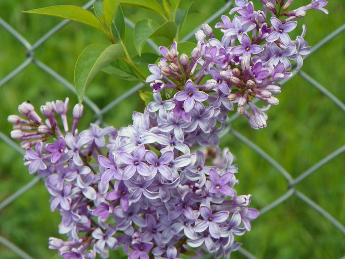 syringa chinensis saugeana