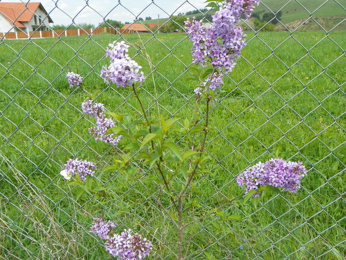 syringa chinensis saugeana
