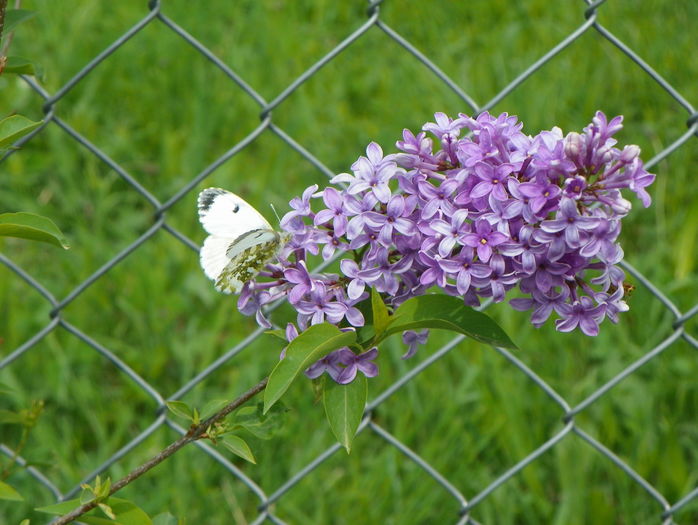syringa chinensis saugeana - z-Dobarland 2016