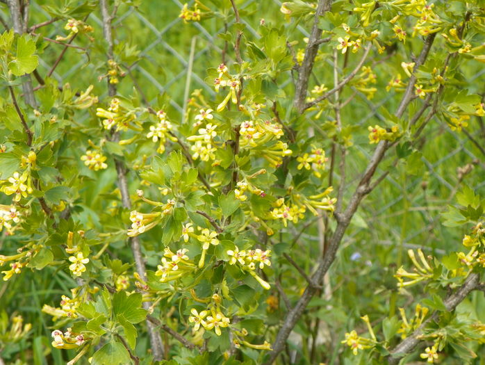 ribes aureum