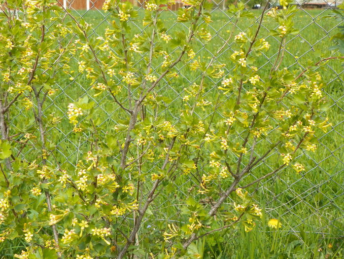 ribes aureum