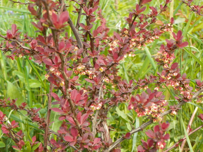 berberis Golden Ring