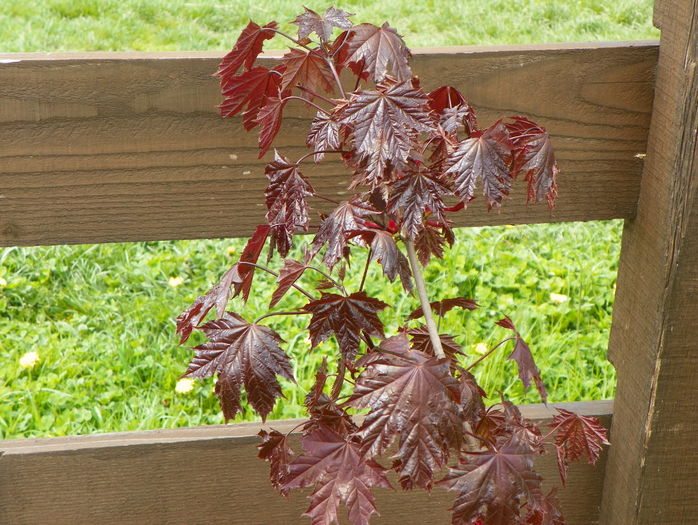 acer Crimson Sentry