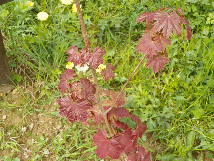 acer Deborah