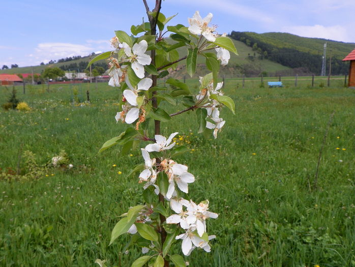 malus John Downie