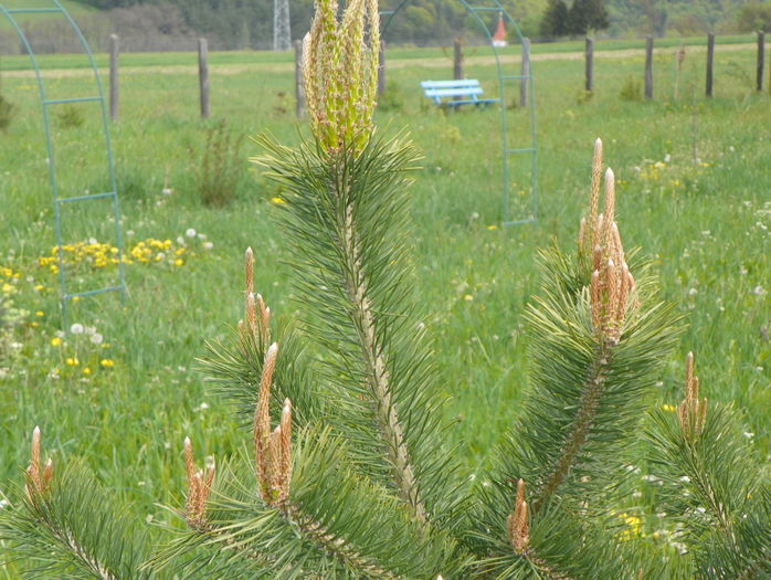 pinus sylvestris