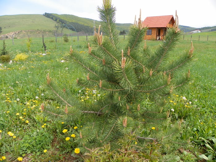 pinus sylvestris