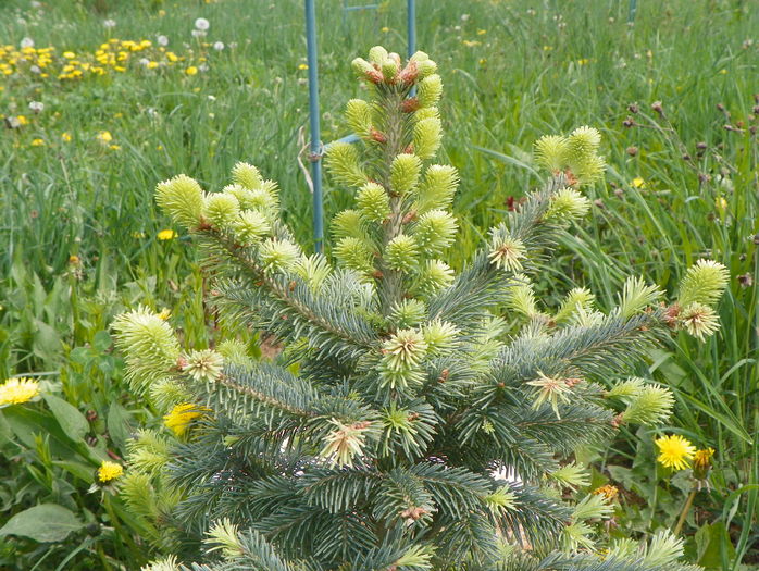 abies lasiocarpa arizonica