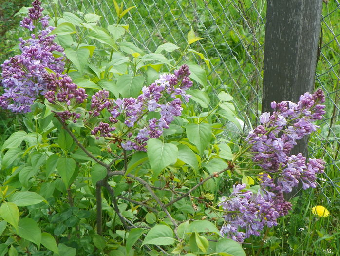 liliac Marechal Foch