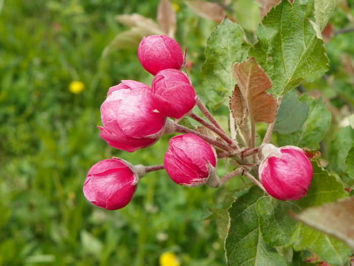 malus Brandywine