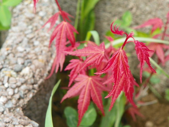 acer palm. Phoenix