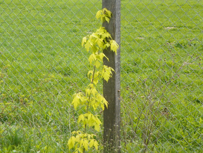acer Kellys Gold