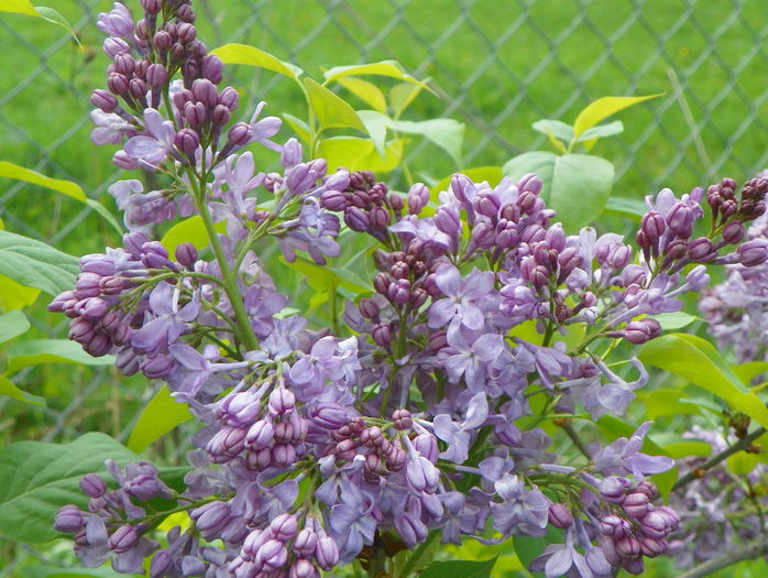 liliac Marechal Foch