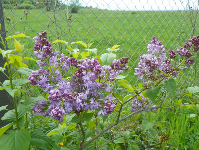 liliac Marechal Foch