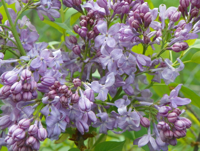 liliac Marechal Foch