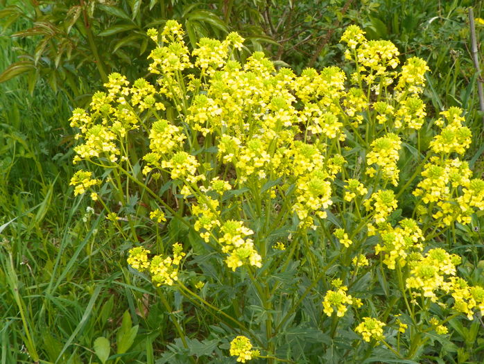 23 apr (50)