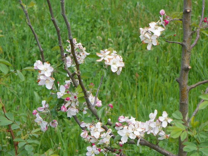 flori de mar