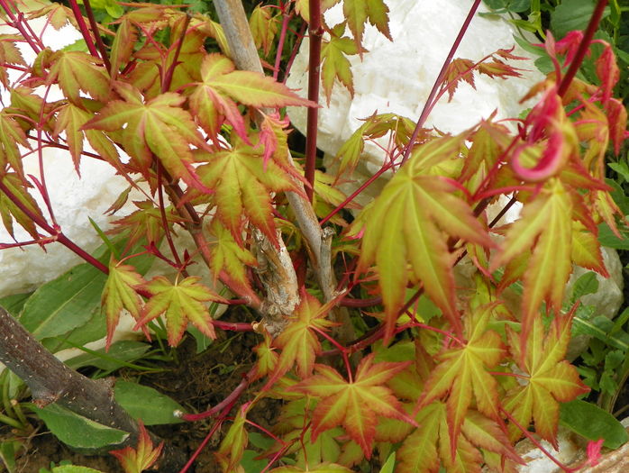 acer palm. Asahi Zuru