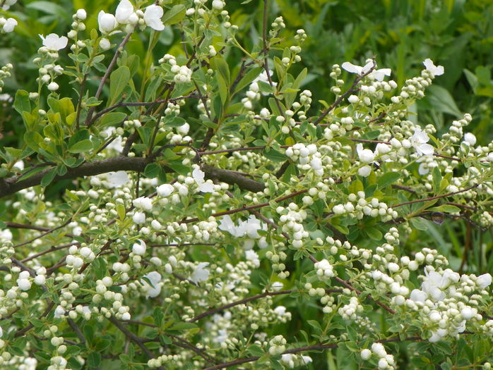 exochorda The Bride