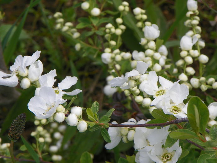 exochorda The Bride