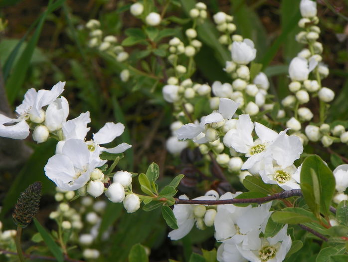 exochorda The Bride - z-Dobarland 2016