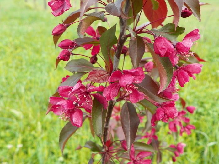 malus Royalty
