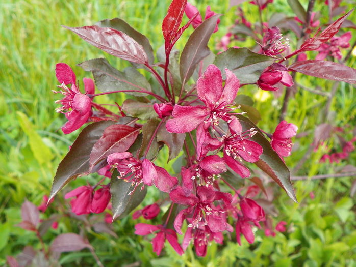 malus Royalty