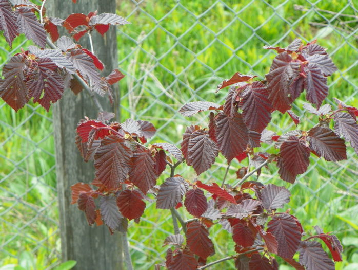 corylus max. purpurea