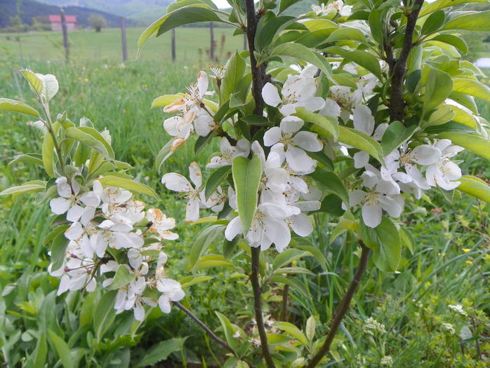 malus Pomzai