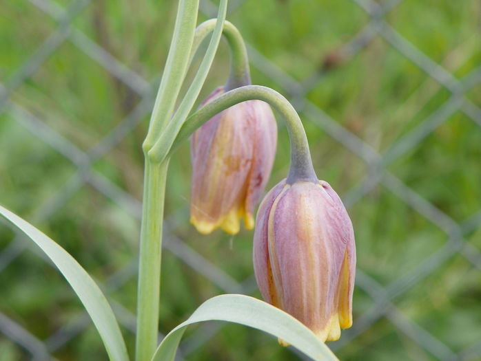 fritillaria Uva Vulpis