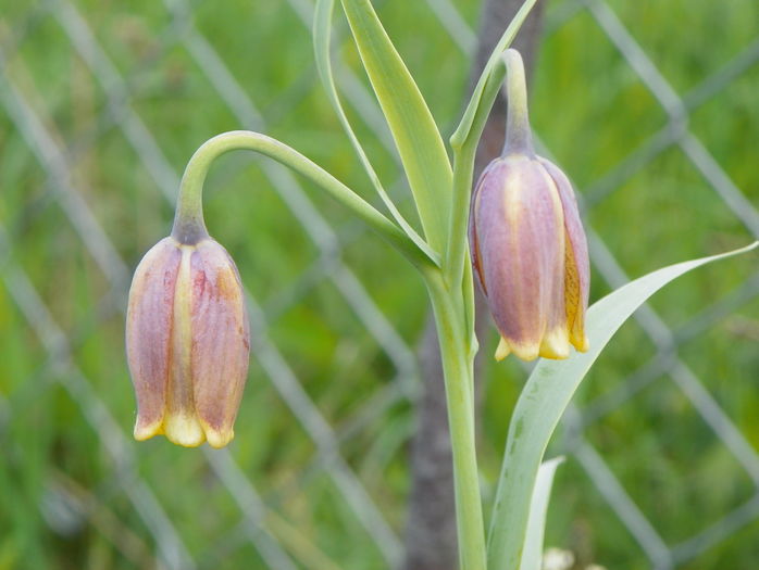 fritillaria Uva Vulpis
