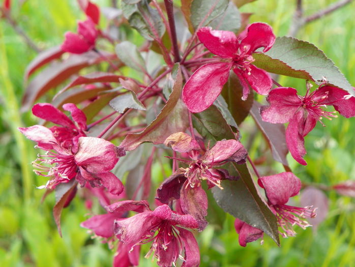 malus Royalty