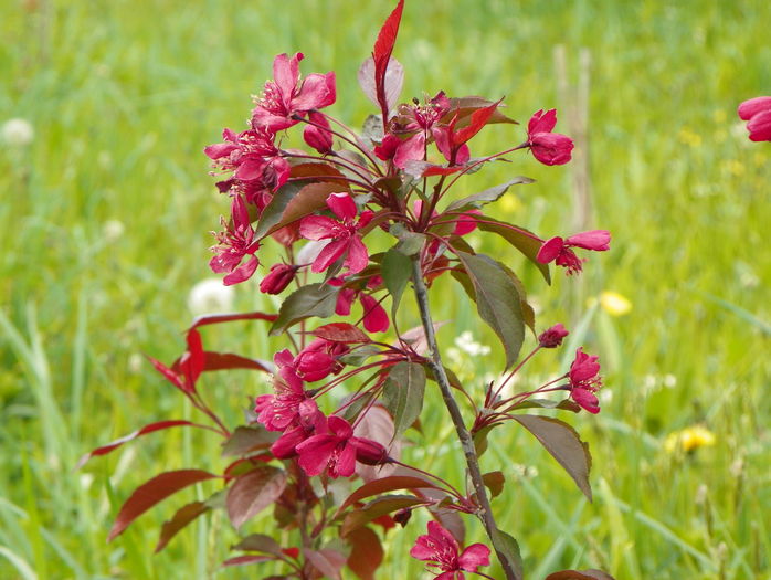 malus Royalty