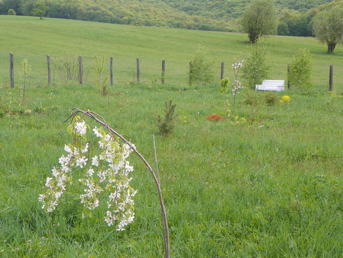 malus Sun Rival