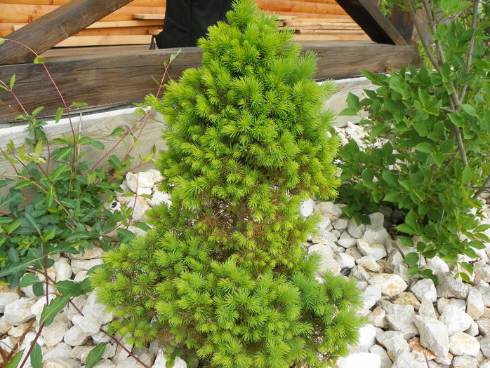 pinus glauca conica