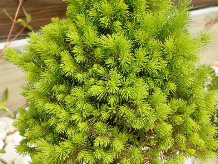pinus glauca conica
