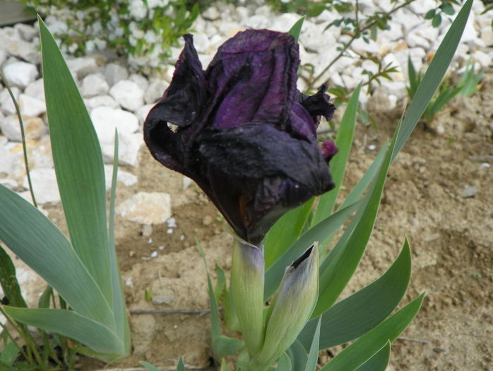iris Cherry Garden