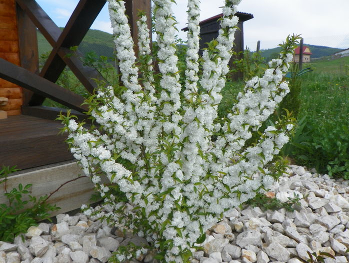 prunus gland Alba Plena
