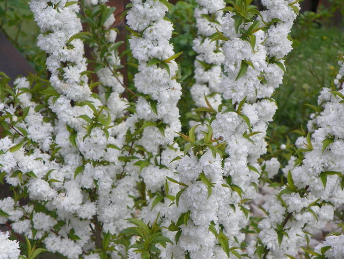 prunus gland Alba Plena