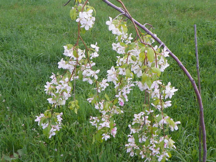 malus Sun Rival
