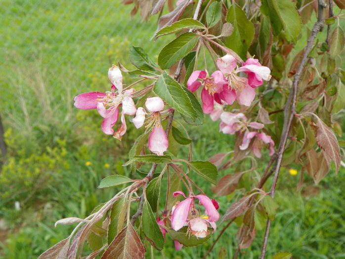 malus Cheals Weeping