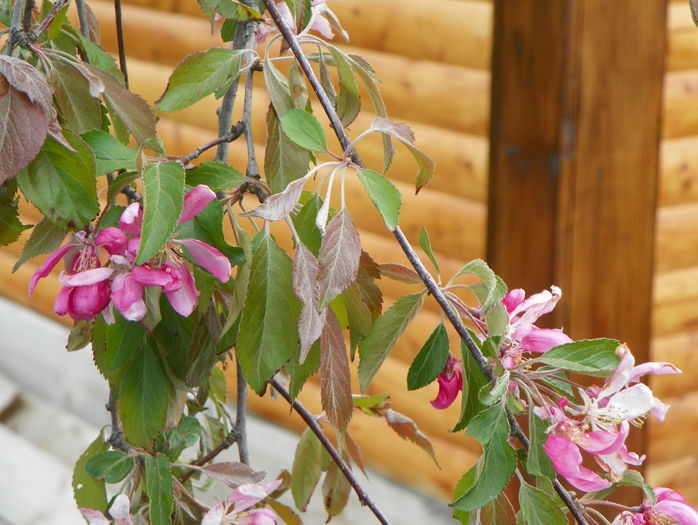malus Cheals Weeping