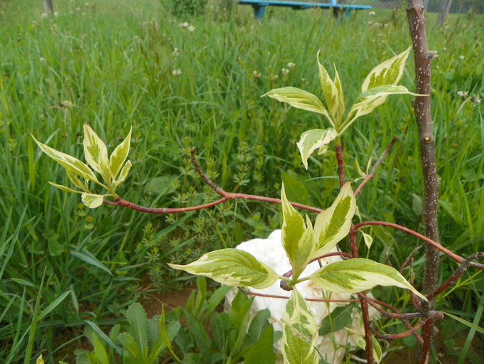 cornus controversa variegata