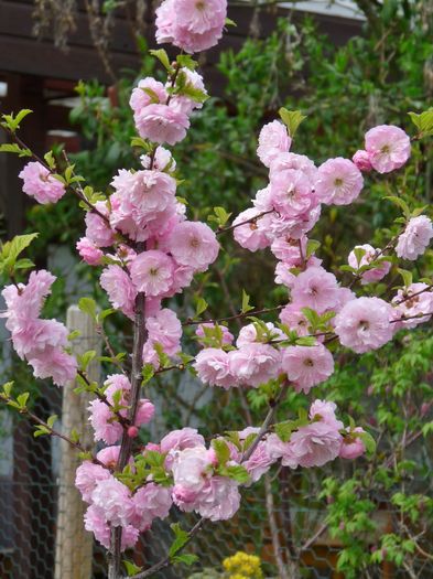 P1800855 - 2016 - 01 - Primavara