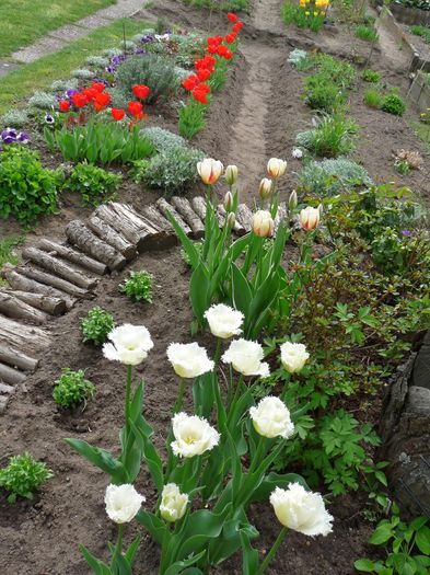 P1800869 - 2016 - 01 - Primavara