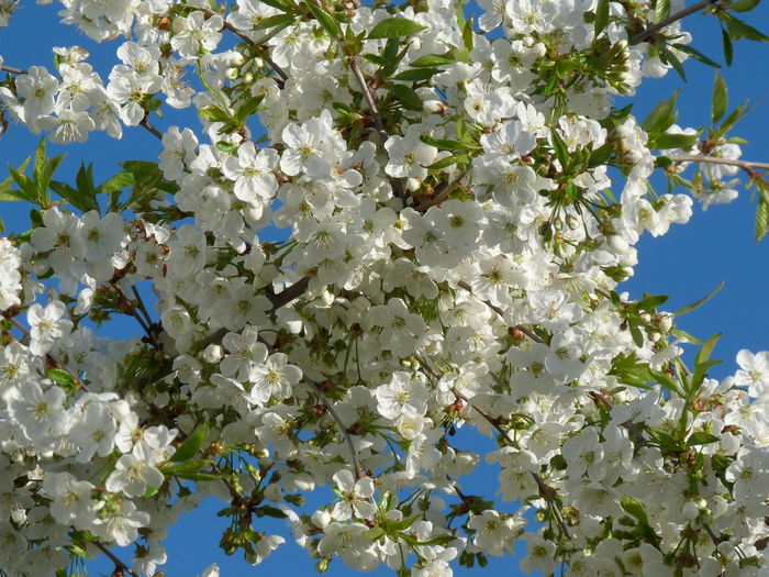 P1800682 - 2016 - 01 - Primavara