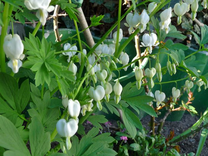 P1800541 - 2016 - 01 - Primavara