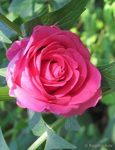 Lancome rose