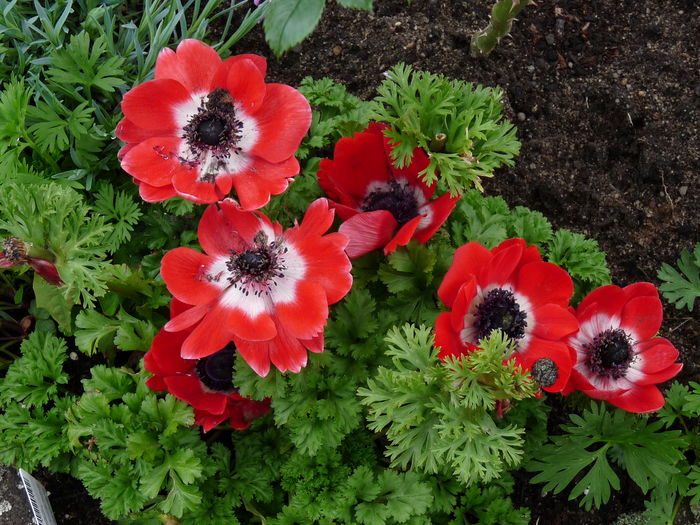 P1800214 - 2016 - 01 - Primavara